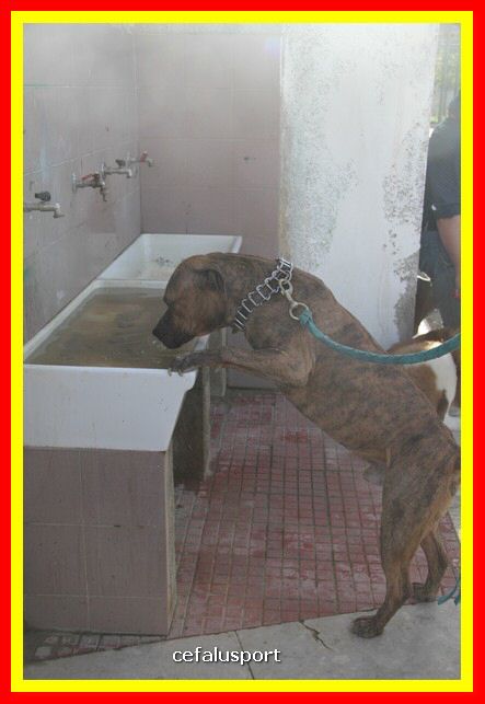 180311 mostra_canina 201.jpg